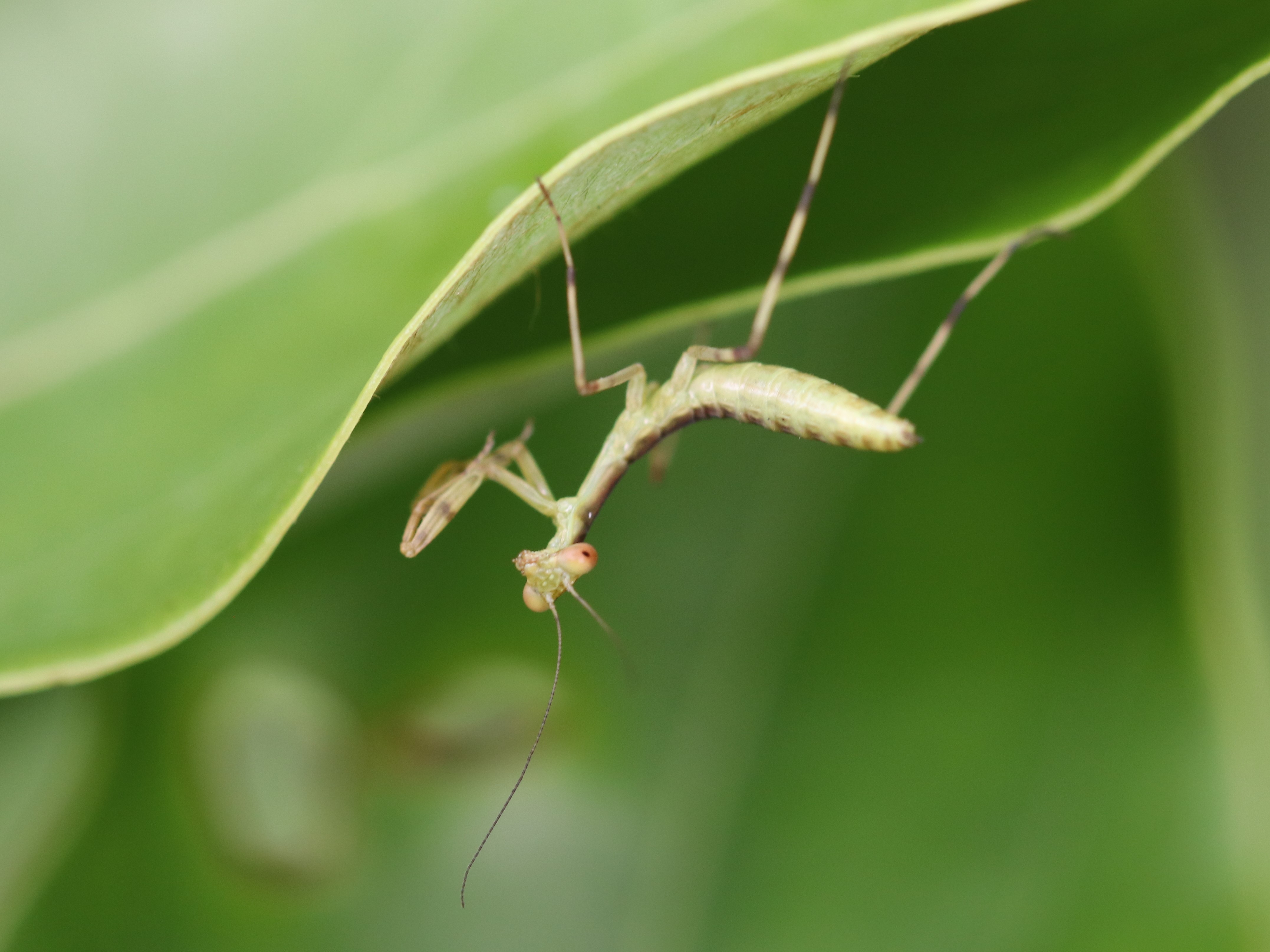 ハラビロカマキリ
